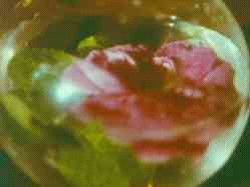 Anticipation of the Night